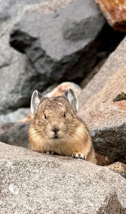Pika in the San Juan high country Photo courtesy Sage Grizzard