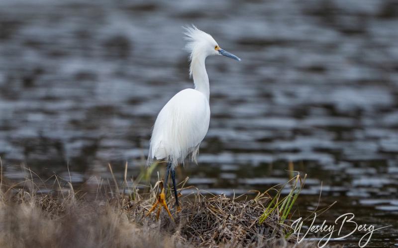A rare visit by a Snowy Egret in Silverton. Photo credit Wesley Berg