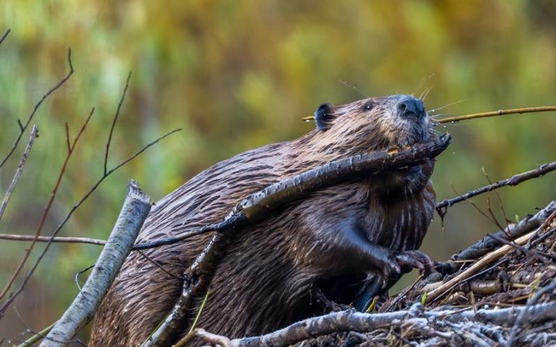 A beaver getting his lodge ready for winter Photo credit Wesley Berg