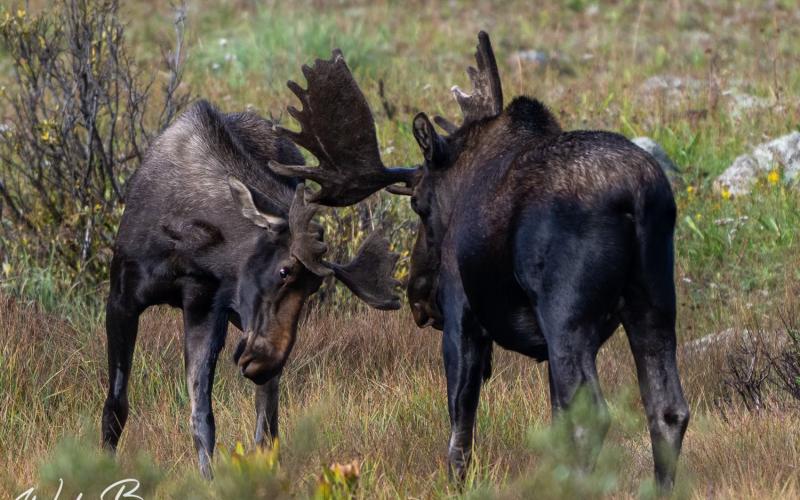 Bull moose sparring Photo credit Wesley Berg