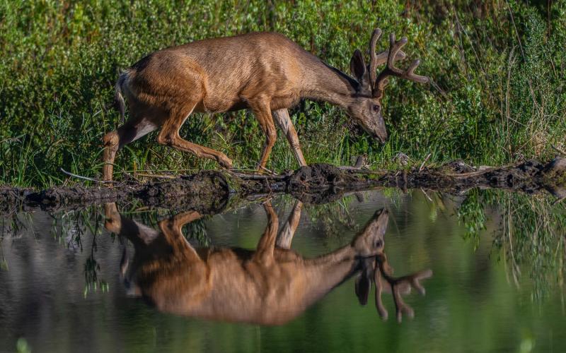 A buck walking along a beaver pond July 11, 2023. Photo credit Wesley Berg