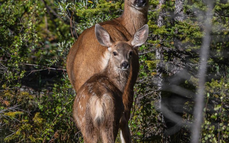 A doe with her fawn late in the summer on August 23, 2021. Photo credit Wesley Berg