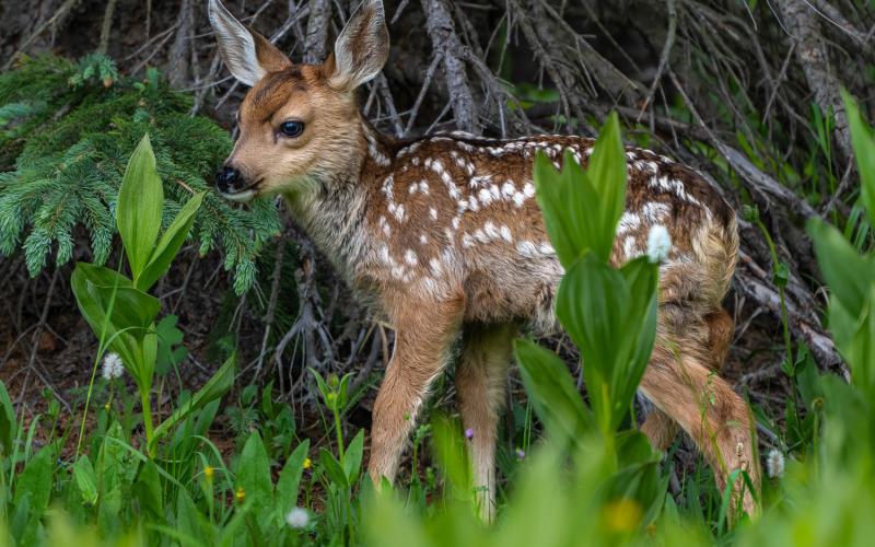 One of a set of young twin fawns on July 3, 2025. Photo credit Wesley Berg