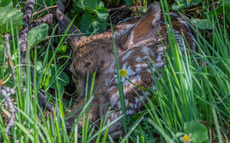A baby fawn hidden in the grass on June 22, 2024. Photo credit Wesley Berg