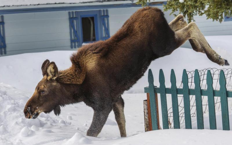 Update/ Both Lucy, pictured, and Linus made it over the fence safely. Photo Credit Wesley Berg