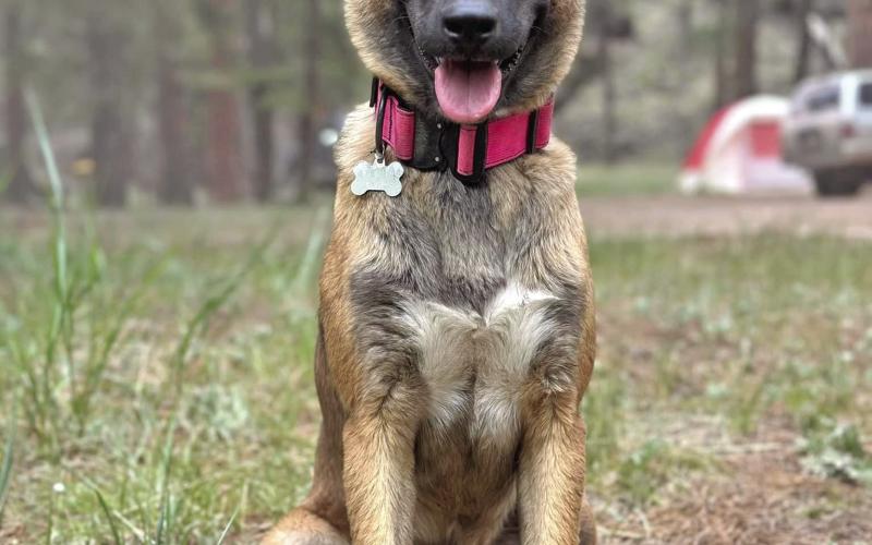 Konni the missing and now found dog. Photo credit Lowrey Family