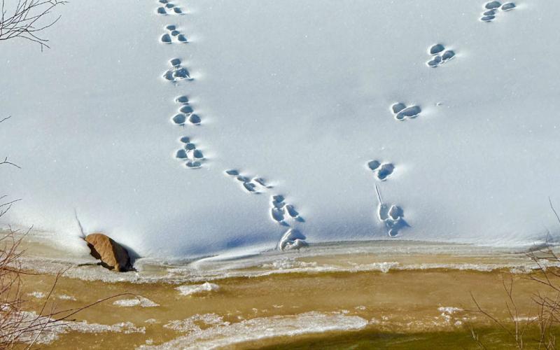 Fresh moose tracks could be seen along the Animas River right on the edge of town photo by DeAnne Gallegos