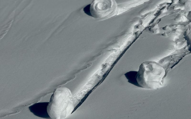 Snow pinwheels also known as 'cinnamon rolls' were growing down the side of Kendall Mountain photo by DeAnne Gallegos