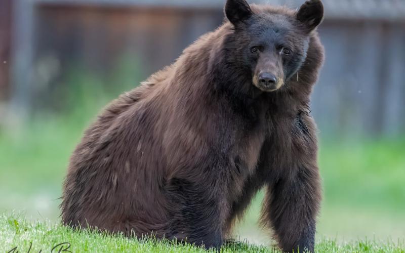 A bear outside of the Miner’s Hospital in Silverton (please be bear aware!).
