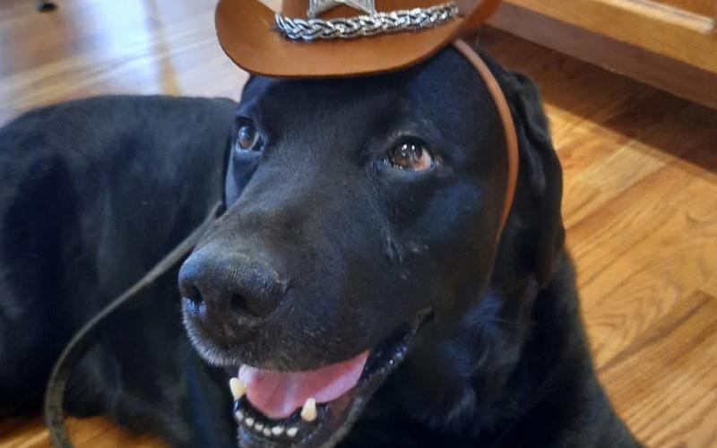 Photo credit Deborah Roberts Happy 13th Birthday to Silverton Local Dog Jet!