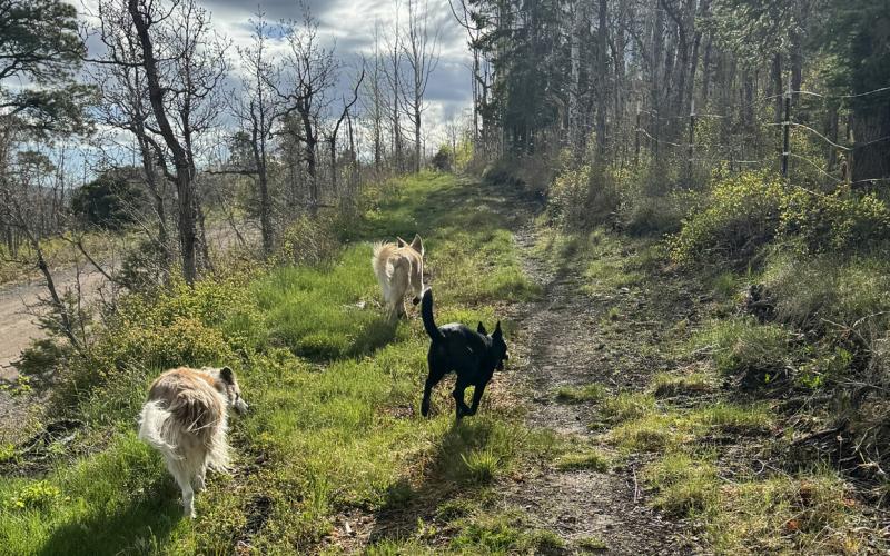 Starting to green up in the mountains. Photo credit Katey Fetch