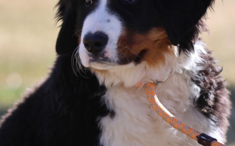Photo by: Dave Tomanovich Local puppy trying to understand why no one is eating the eggs