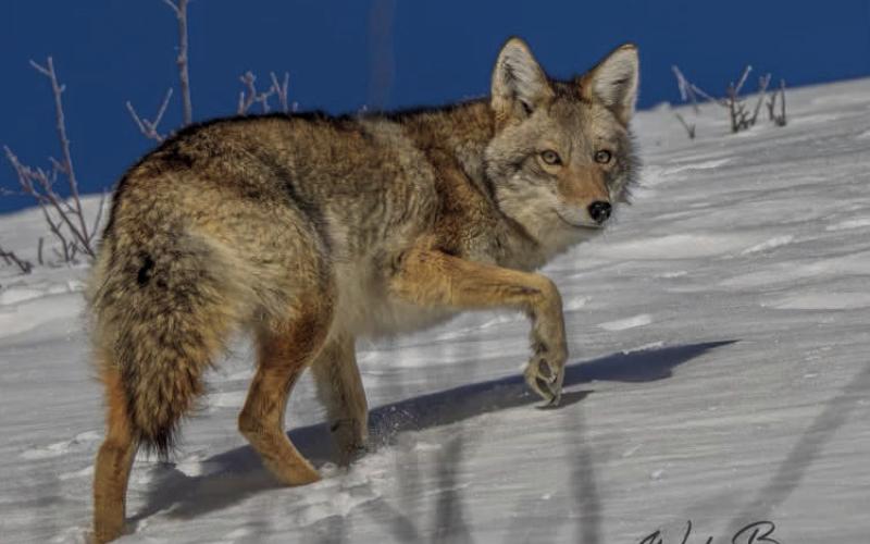 A local coyote. 