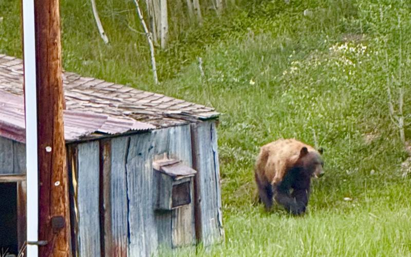 A bear on its daily visit to the alley by the Shine Photo by Debby Zarkis