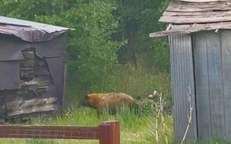 Bears can come to town at any hour of the day as they begin eating extensively to pack on bulk for the winter Photo by Debby Zarkis