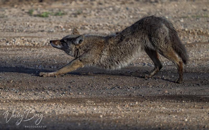 Wesley Berg captured shots of a “cooperative and photogenic” coyote. Photo credit Wesley Berg