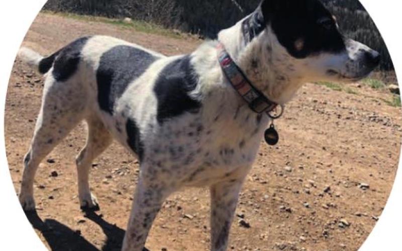 “From your dog(s)’s point of view, what is your best subject, and what’s your worst?”
