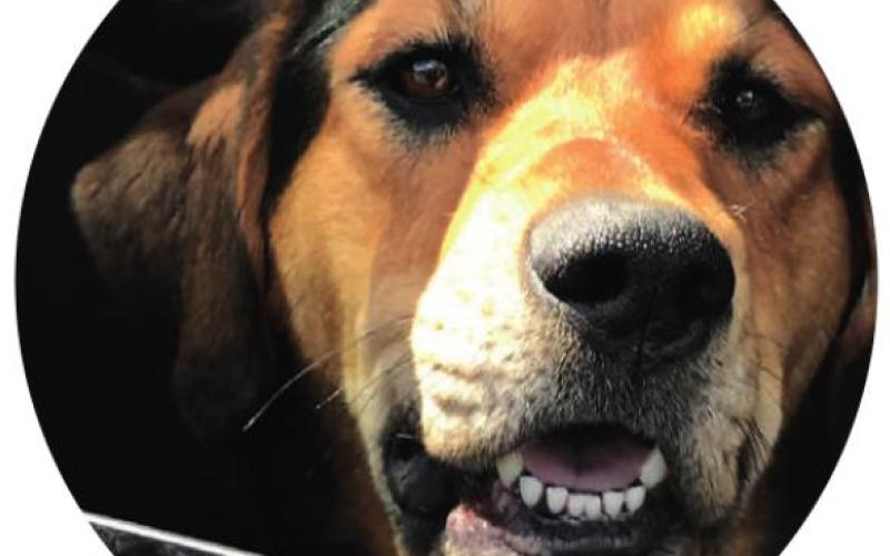 “From your dog(s)’s point of view, what is your best subject, and what’s your worst?”