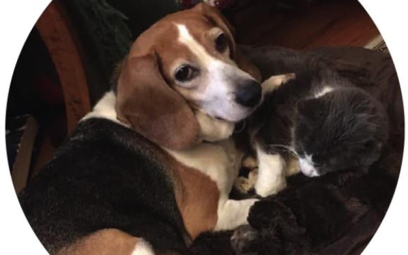 “From your dog(s)’s point of view, what is your best subject, and what’s your worst?”