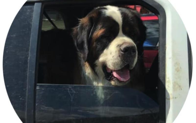 “From your dog(s)’s point of view, what is your best subject, and what’s your worst?”