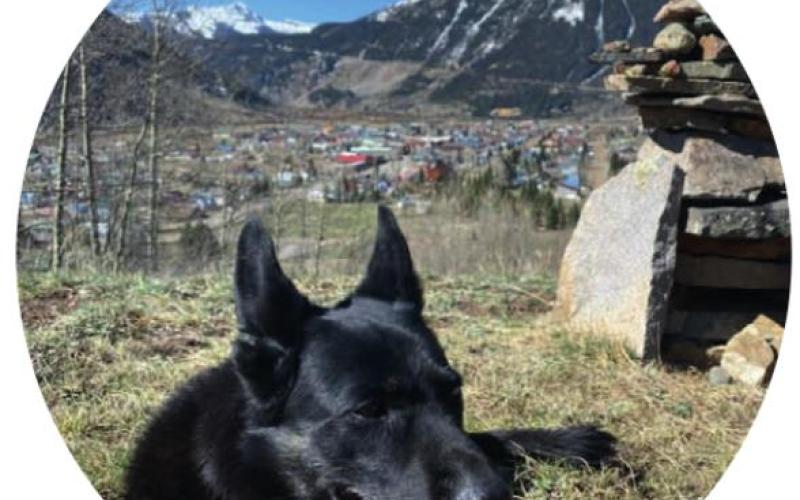 “From your dog(s)’s point of view, what is your best subject, and what’s your worst?”