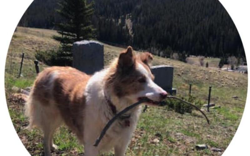 “From your dog(s)’s point of view, what is your best subject, and what’s your worst?”