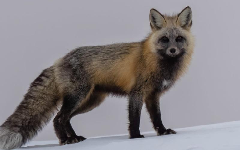 Grey Fox here in the San Juan Mountains Photo by Wesley Berg Photography