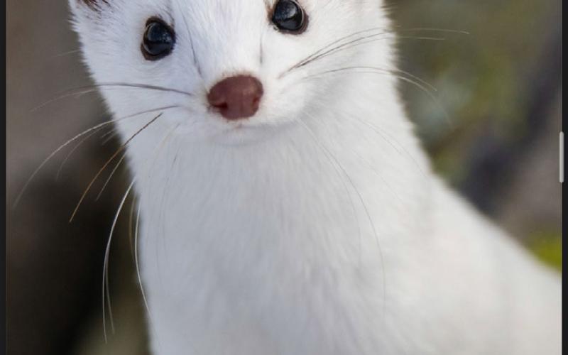 Long Tailed Weasel who lives here in the San Juans Photo by Weslwy Berg Photography