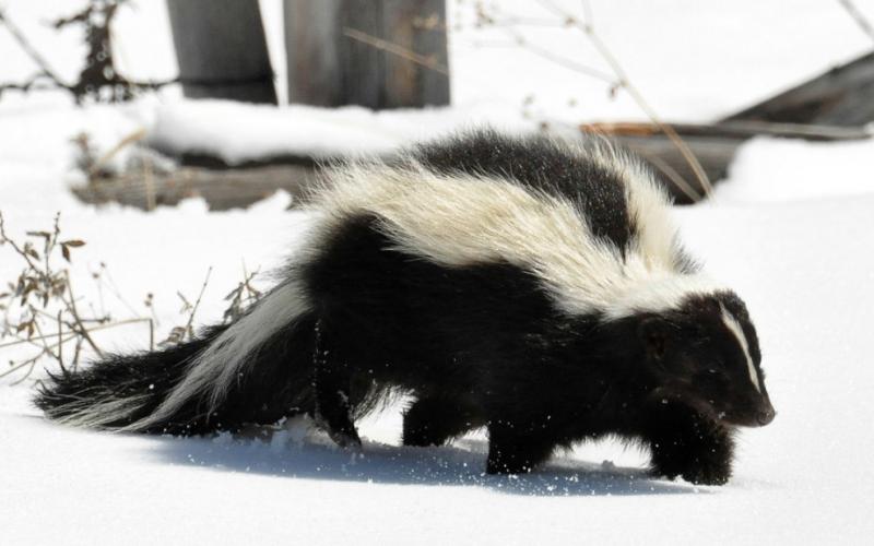 Striped skunks live in the San Juan Mountain region