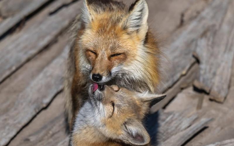 A family of Red Foxes living here in Silverton Photo by Wesley Berg Photography