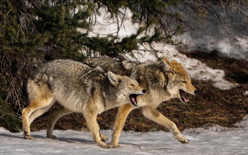 Local Coyote family captured by wildlife photographer Wesley Berg