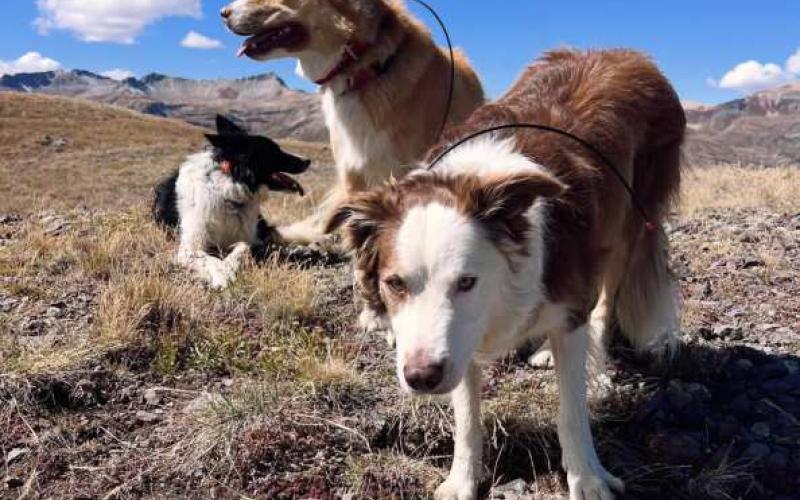 photo by Dr. Yvonne Naughton Dr. Yvonne and Dr. David’s dog pack summit the San Juans with their dog mom almost every day.