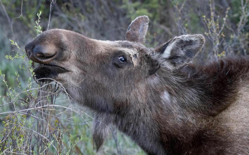 A moose near Silverton. Criss Furman/Silverton Standard