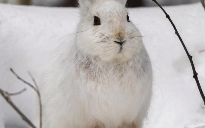 Berg captured this little showshoe hare who modeled for a few fantastic shots. Photo Credit Wesley Berg