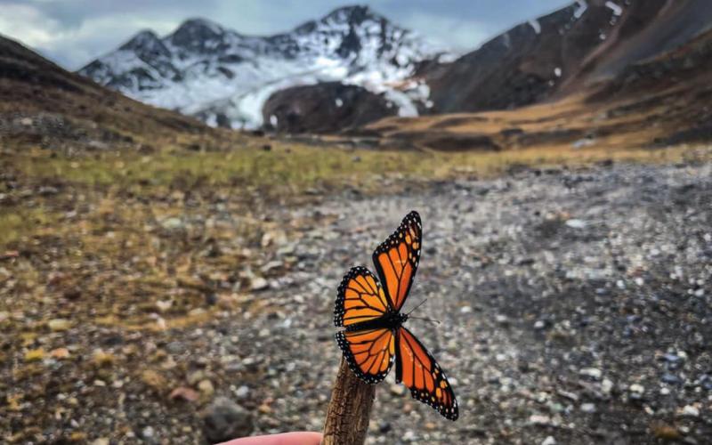 Monarchs are back.