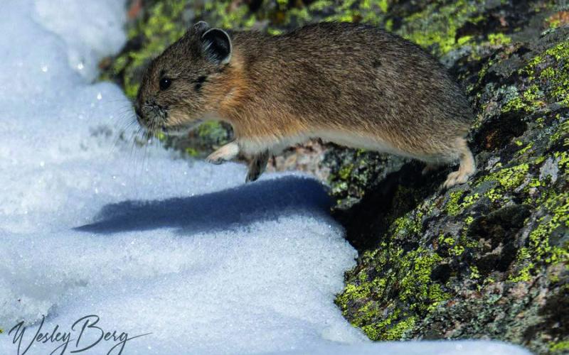 A Pika jumping between rocks across the snow. Pika will sit on the top of a rock for a long time just watching, but when they do go they move fast Photo Credit Wesley Berg