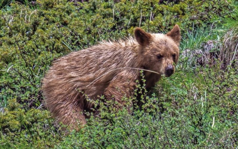 A black bear cub with a very light colored coat. Photo by Wesley Berg