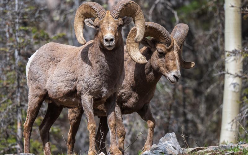 Local bighorn sheep. Photo credit Wesley Berg