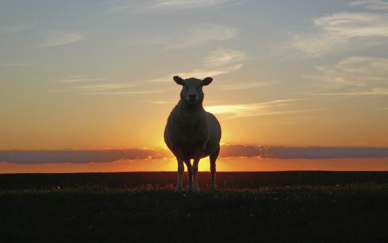 A domestic sheep, like those that graze in the backcountry. Photo credit Pixbay The Montrose-based Etchart family is only one domestic sheep family of herders of many that have grazing allotments in the San Juan Mountains, around the Alpine Loop, and in the Weminuche Wilderness