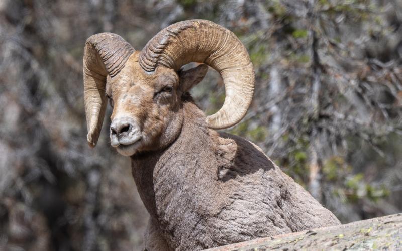 The bighorn sheep remain affected by the domestic sheep who spread disease among them. Photo credit Wesley Berg