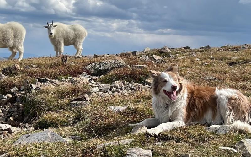 Photo credit Adam Andrade Gracie and the goats at 14,000 feet.