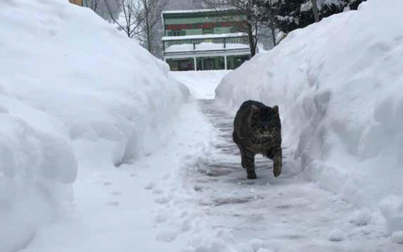 Local feral Tabbie braving the elements. Photo by Melanie Bergloc