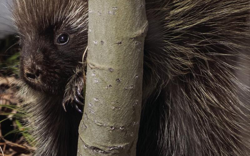 A porcupine in the snow trying to hide behind the bare aspen trees. Photo credit Wesley Berg