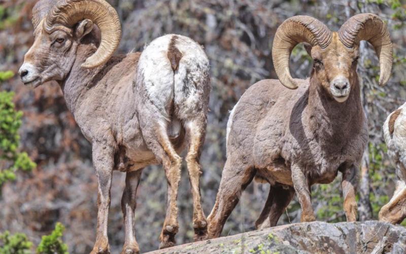 Three bighorn rams hanging out on a beautiful spring day in the San Juans. Photo Credit Wes Berg