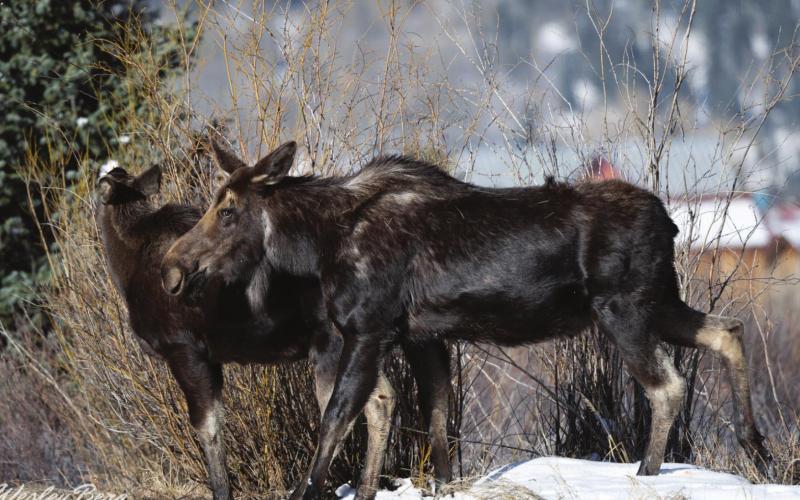 Dennis the yearling with his mother Photo by Wesley Berg