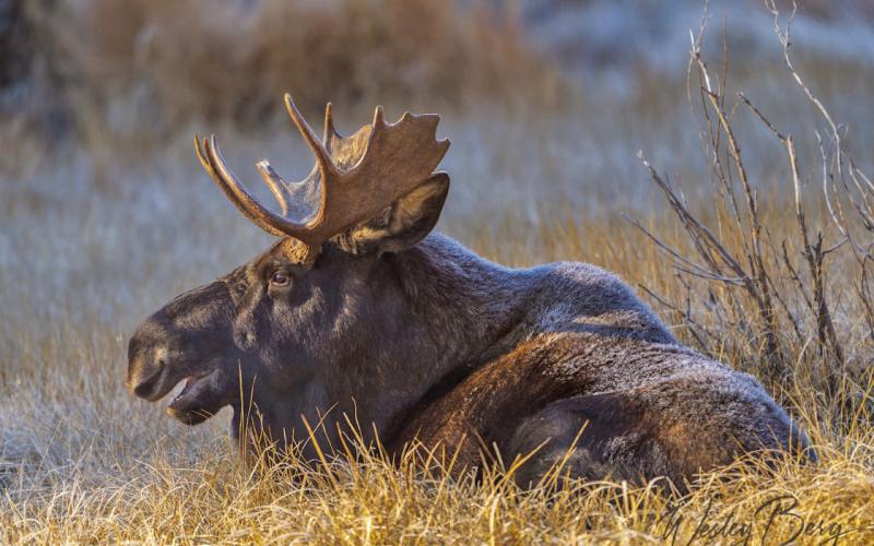 Now that the rut is over, this bull moose is back to relaxed mornings by himself. Photo credit Wesley Berg