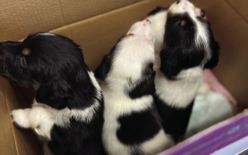 Photo credit DeAnne Gallegos A box full of puppies come to see Dr Joe. A litter of 10 are the newest Silvertonians.