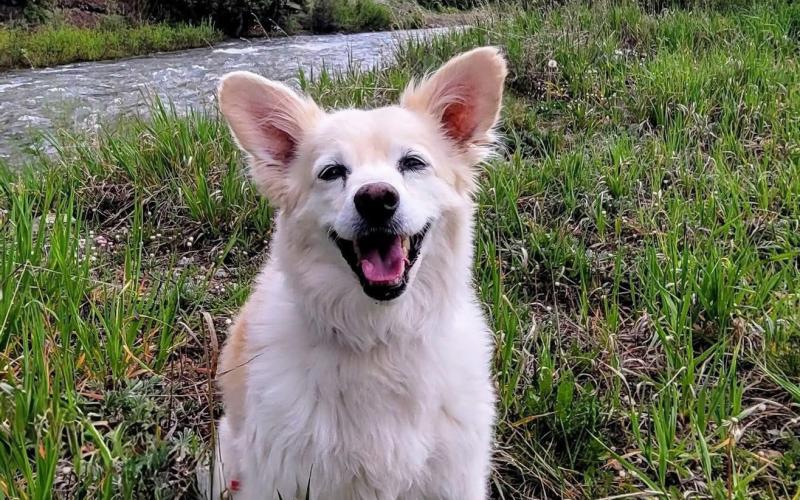 Photo credit Heidi Steven Soon to be 15 year old“Jake” is enjoying his Silverton Summer. Jake’s Mom Heidi Stevens owns Silverton Lakes Campground.