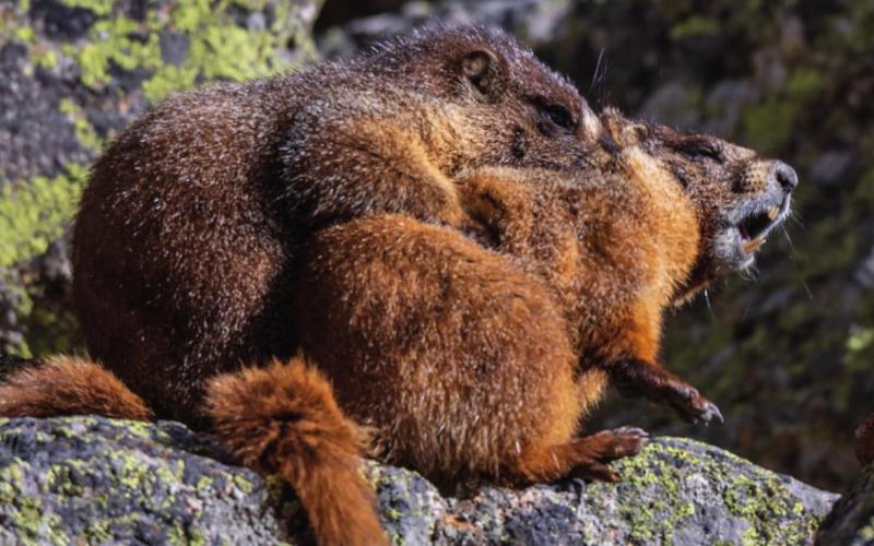 A couple of Yellow-bellied Marmots