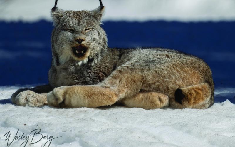 The napping lynx. Photo by Wesley Berg